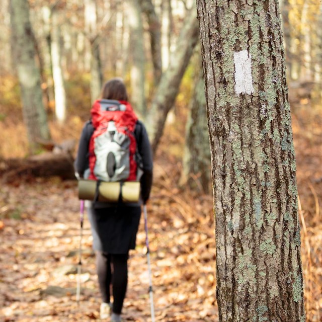 A woman hikes on a trail in the woods past a tree with a white blaze painted on it.