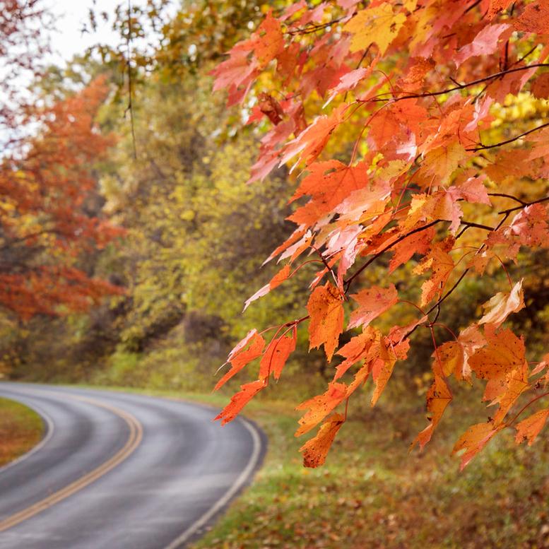 Fall leaves lining Skyline Drive
