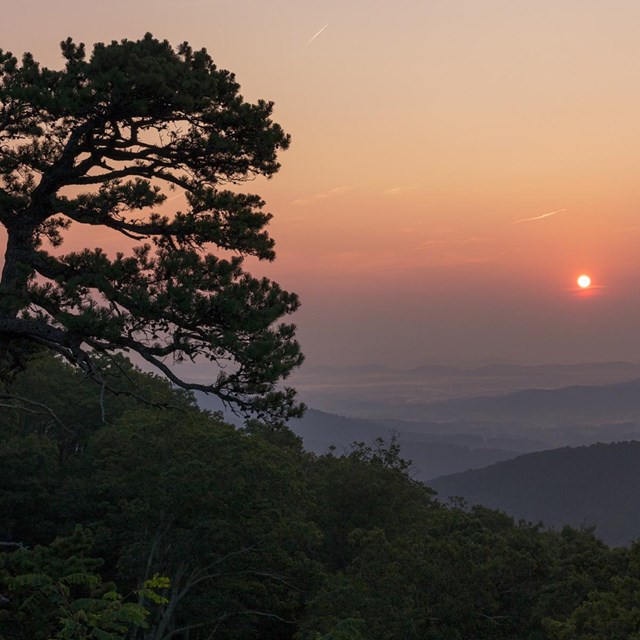 A sunrise behind the silhouette of a tree overlooking mountains and a valley below.