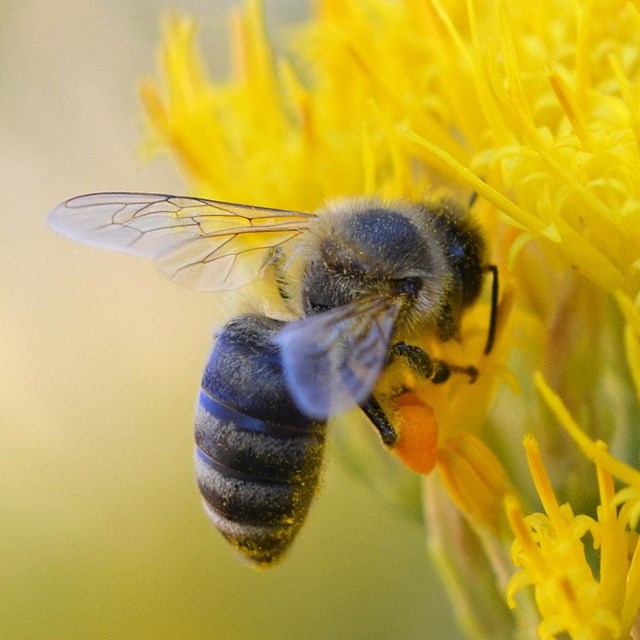 A bee hovers next to a yellow flower.