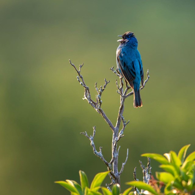 An Indigo Bunting, a bright blue bird, singing while perched on a branch.