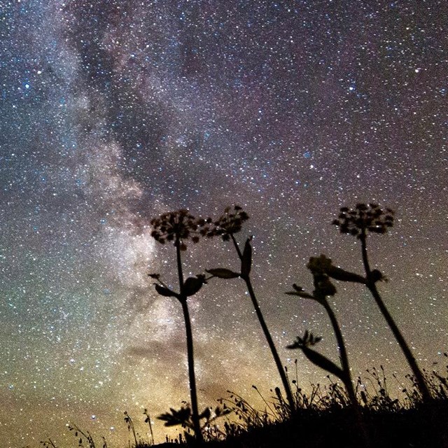 the milky way with silhouettes of plants in the foreground