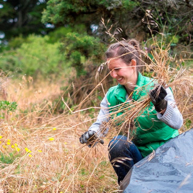 woman crouches in grassy area and puts pulled invasive species in a bag