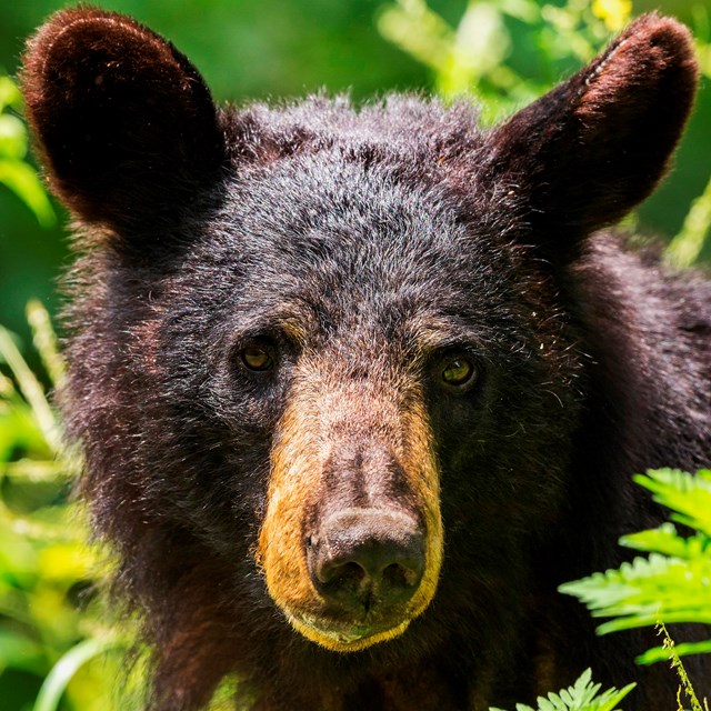 a brown bear stands behind grass in the fall