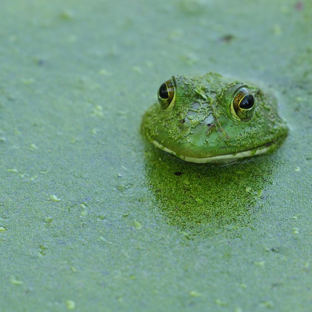 a frog pokes its head up from water green with algae