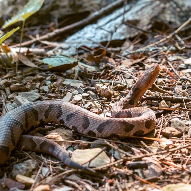 A brown copperhead snake suns itself on top of a pile of brown leaves.