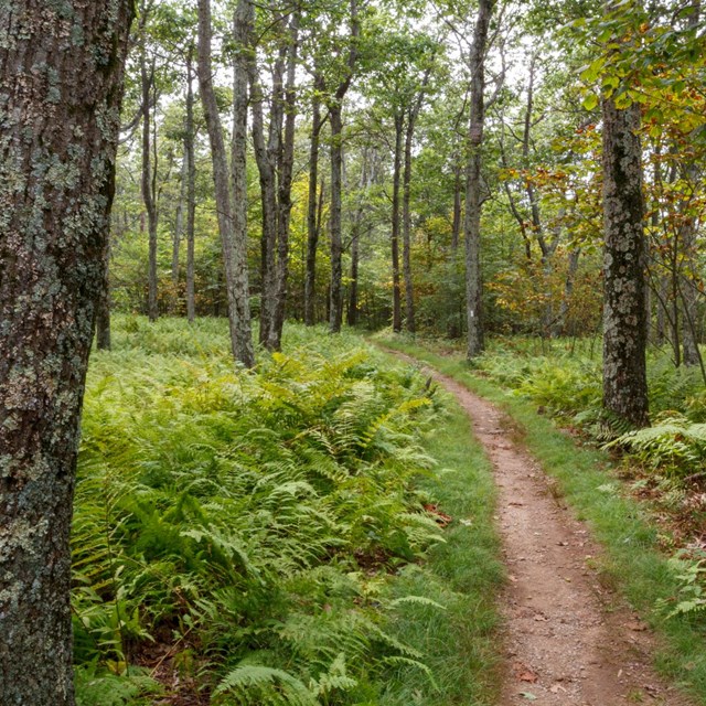 A hiking trail leads through a forest of green trees.