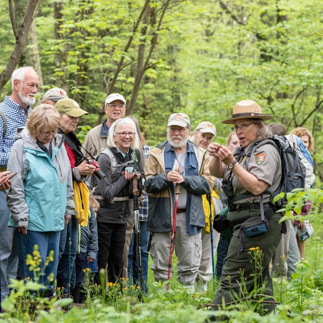 Ranger leading a group of visitors through a bright green forest. 