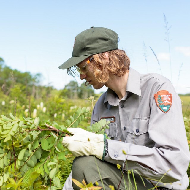A man in a Park ranger uniform cuts locust samplings from a green field.