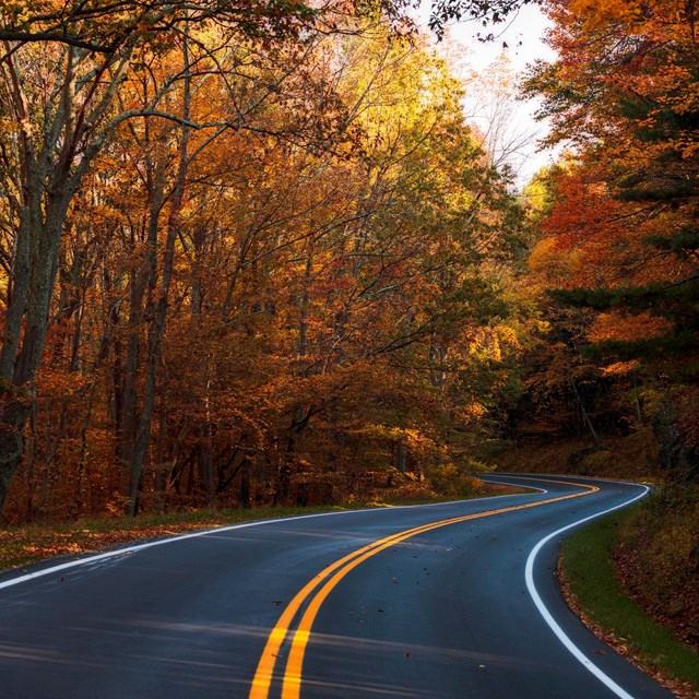 Photo of skyline drive and fall colors.