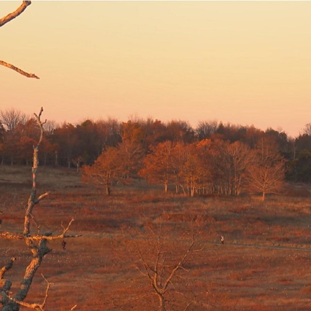 A golden section of Big Meadows during sunrise.