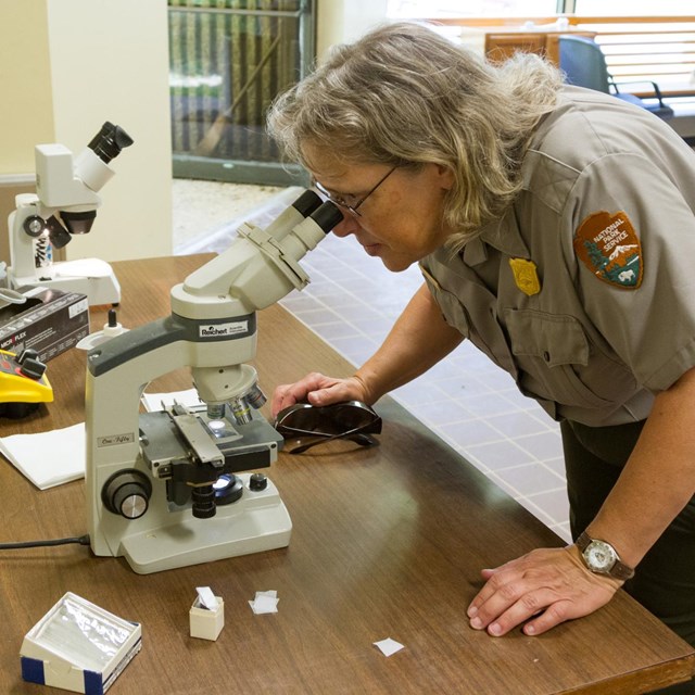 A female park ranger looks through a microscope.