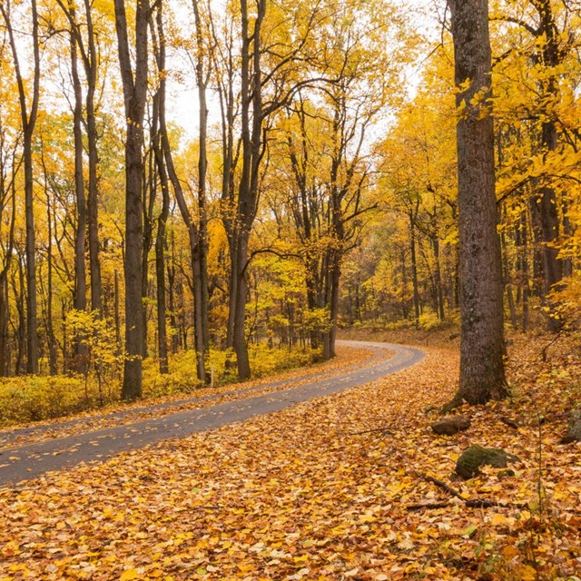 A leaf-covered road runs through a stand of bright yellow trees in fall.