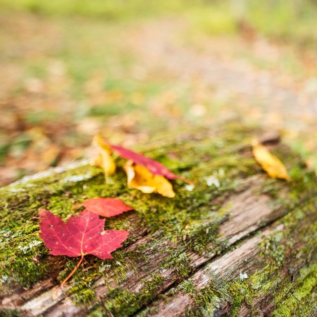 A red maple leaf sits on top of a moss-covered log in front of a trail.