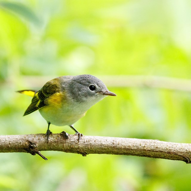 A small grey bird on a branch looking to the side.
