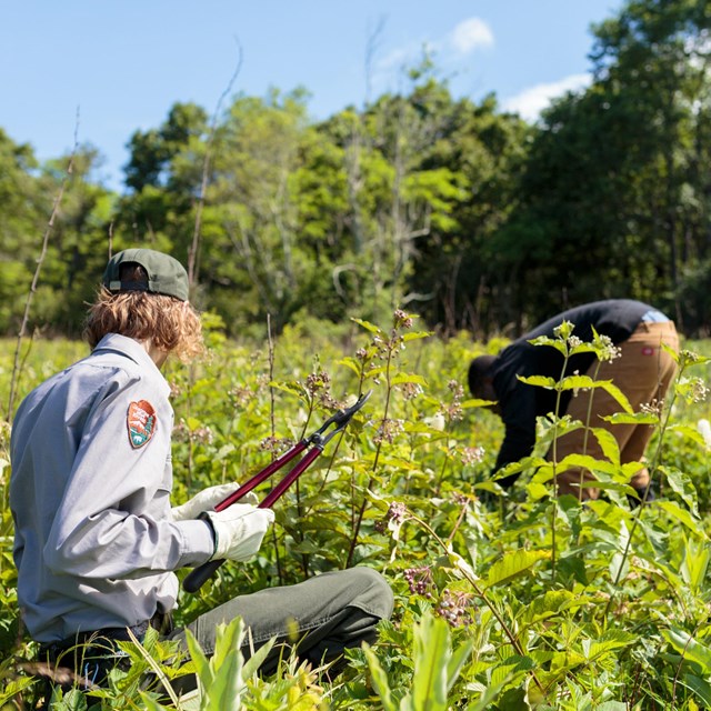 A park ranger using prunes to remove vegetation in a meadow.