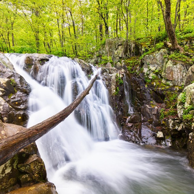 A waterfall in the middle of a vibrant, green forest.