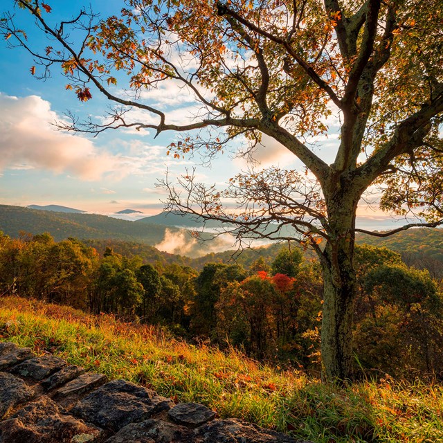 A sunrise with a tree and stone wall in the foreground.