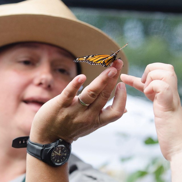 A ranger examines a yellow butterfly
