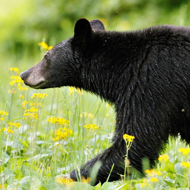 Black bear walking through meadow.