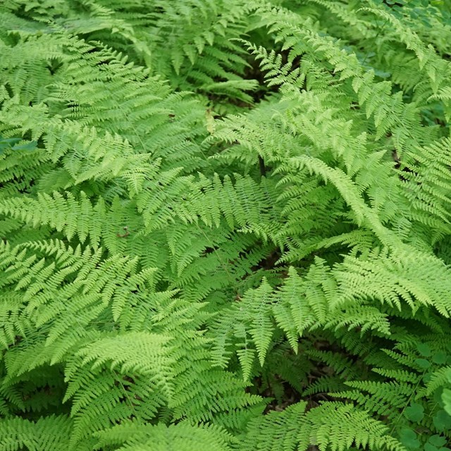 A green field of ferns