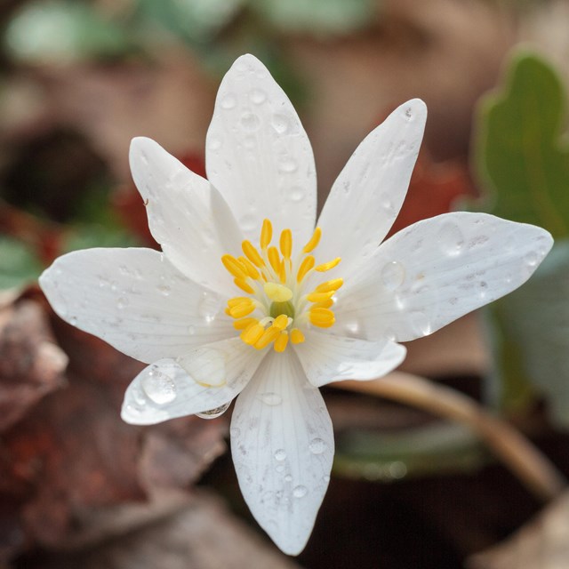 Bloodroot blossom on the forest floor with water droplets on it. 