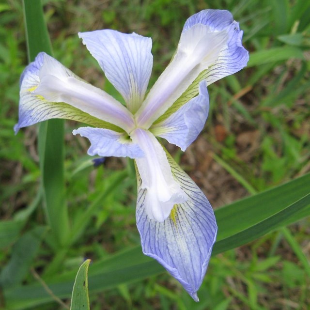 A large blue flower with a white middle
