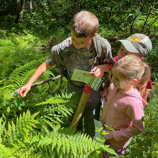 Three children in the woods, one pointing to something in the brush.