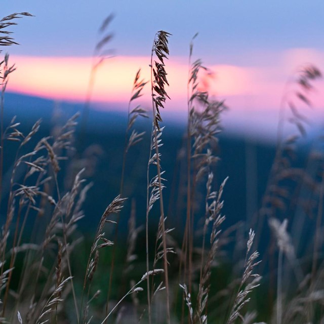 Brown grass in the foreground with a pink sunset and blue mountain layers in the background.