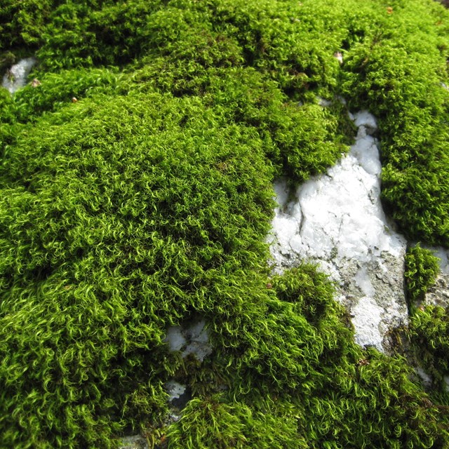 A green carpet of moss covers a white rock