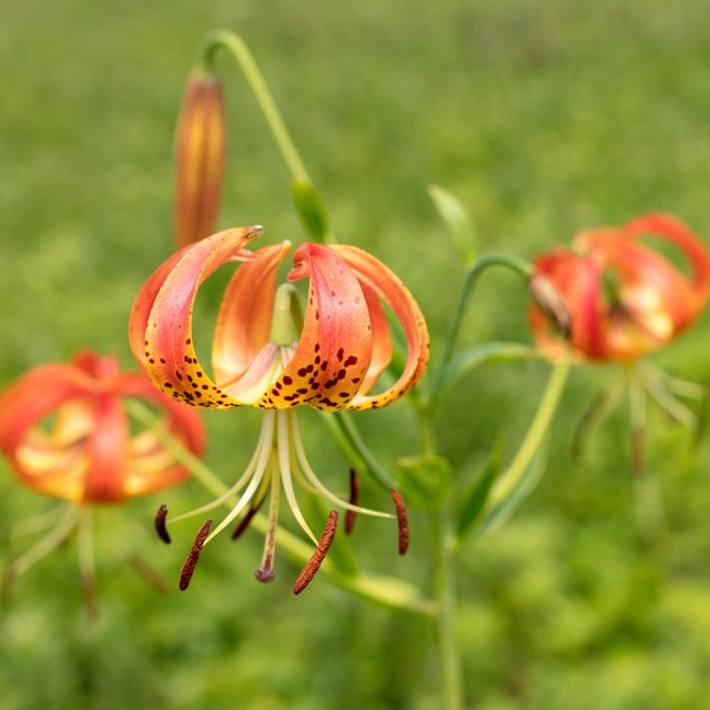 A cluster of bright orange flowers, turks cap lillies, against a green backdrop.