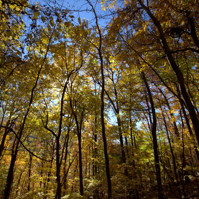 Fall leaves