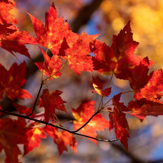 Fall leaves in the sunlight