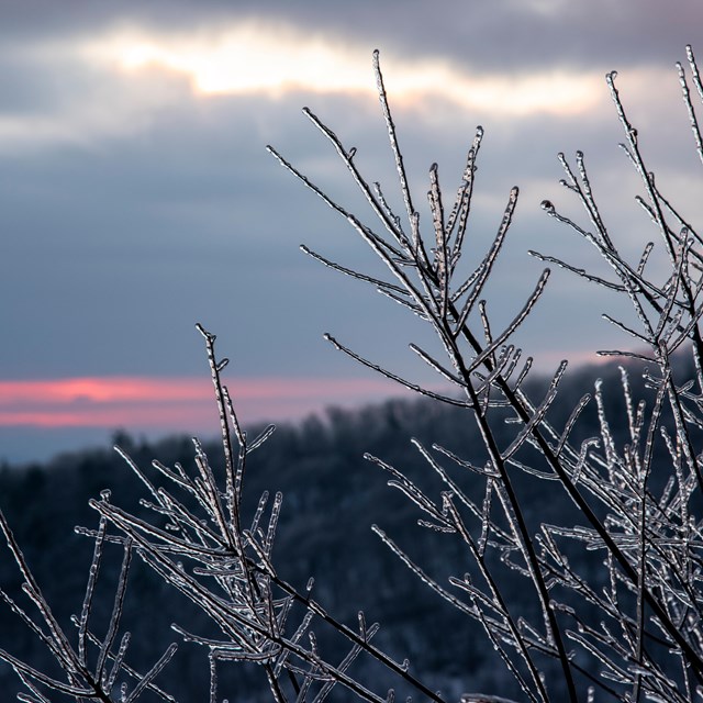 Icy branches stretch out over a grey and pink horizon.