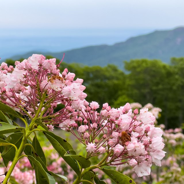 Mountain laurel framing the blue ridge mountains in the background.