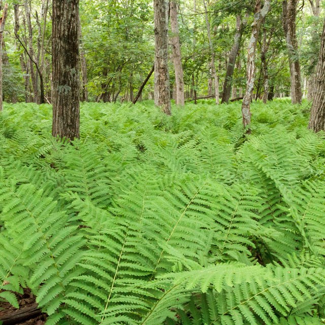 Ferns in the forest floor highlighted by spots of sunlight