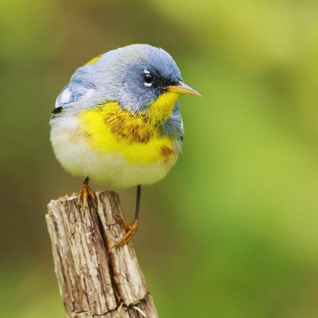 A yellow and blue bird, a northern parula, perches on a tree branch.