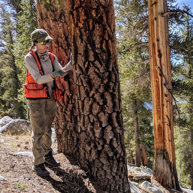 Scientist near pine tree, collecting data about tree condition.