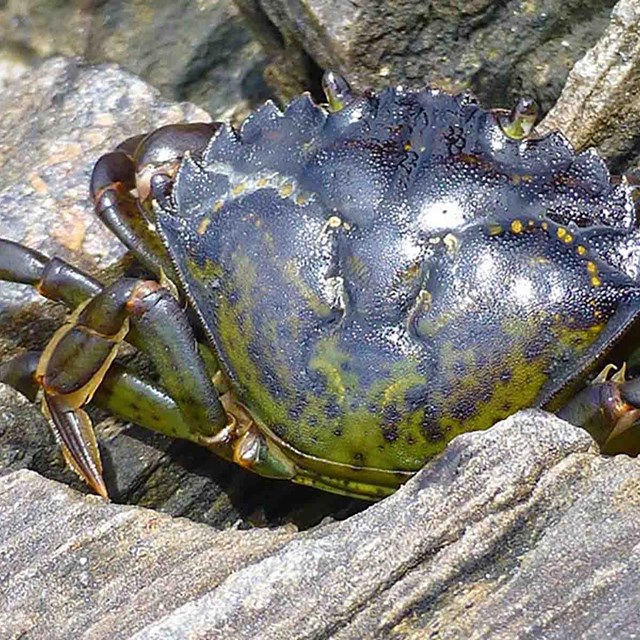 A green crab.