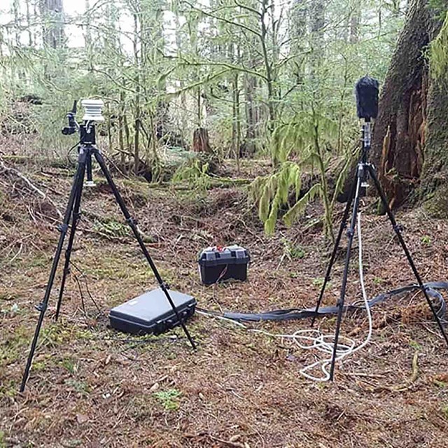 Sound recording equipment set up in a forest.