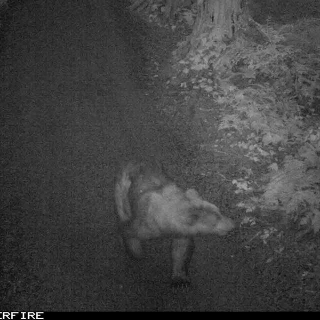 Image captured from a remote camera of a bear on a trail