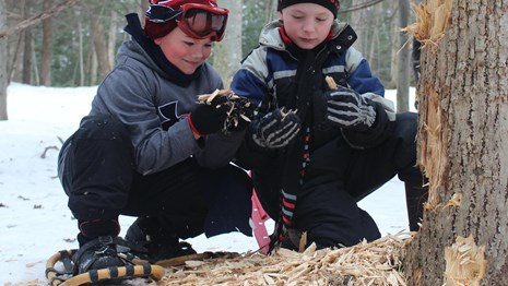 Two boys with snowshoes examine a tree and woodchips.