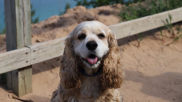 A tan curly dog appears to smile at the camera while sitting in the sand with a wood railing behind.