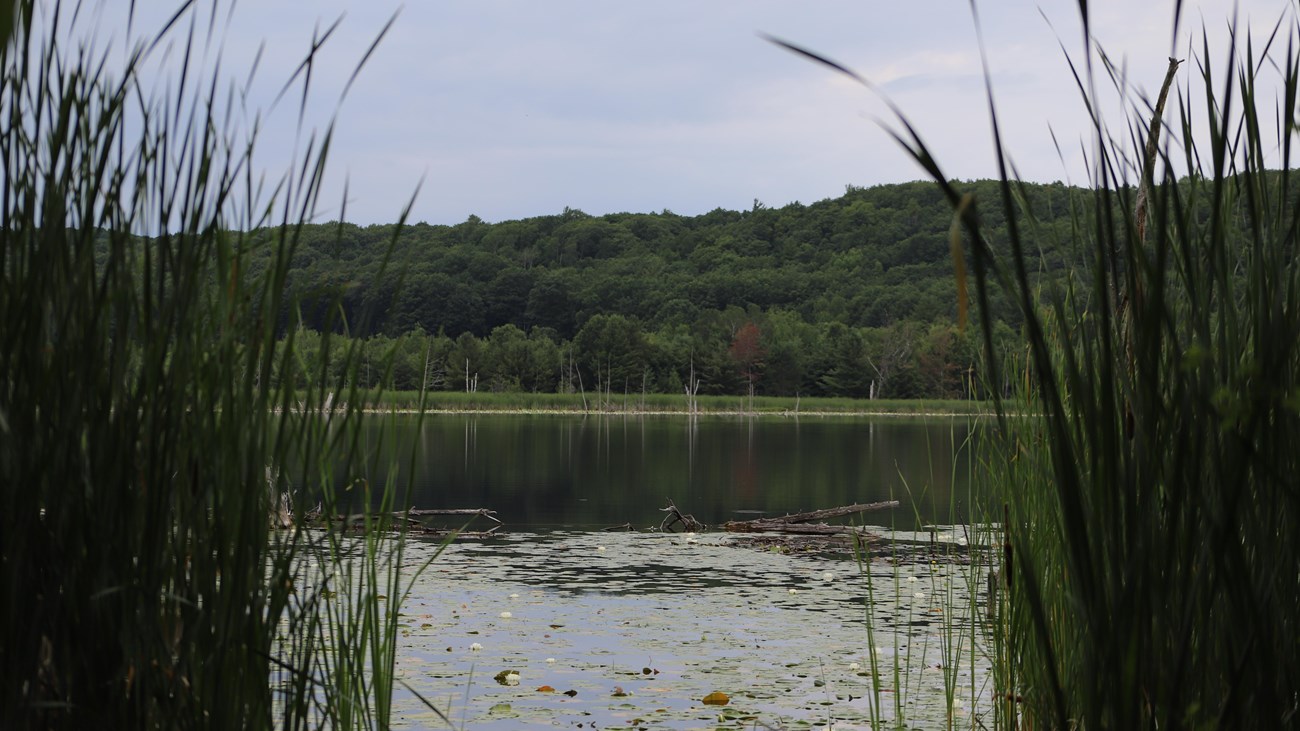 Tall aquatic plants frame the view of a lily pad covered lake.