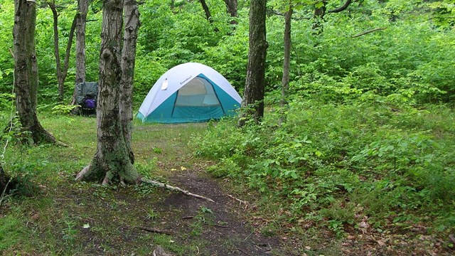 A blue tent nestled in the woods