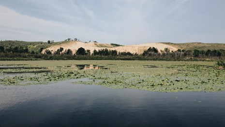 A pond with green plants in the foreground with a dune in the distance under a blue sky
