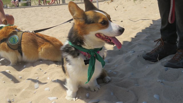 Two dogs wearing leashes and bandanas sit on the sand.