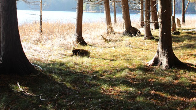 A forest with a body of water in the background.