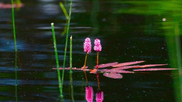 Delicate, bright-pink, cone-shaped flowers rise from deep green waters.