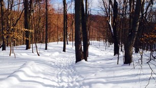 Footprints on a snowy trail through the woods under a blue sky.